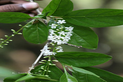 Citharexylum spinosum